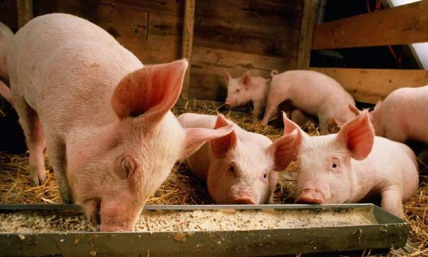 猪大肠杆菌咋治疗,猪大肠杆菌用什么药