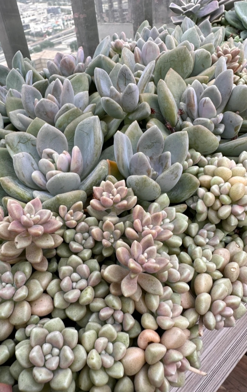 广东能养出好状态的多肉,在广东超级好养的多肉