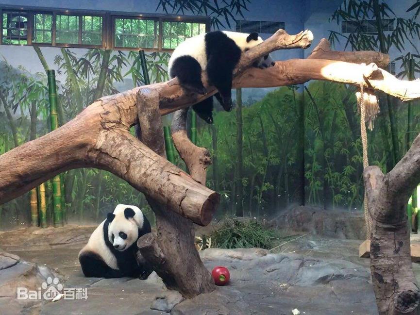 番禺长隆野生动物酒店住宿攻略,长隆野生动物世界金蛇秘境视频