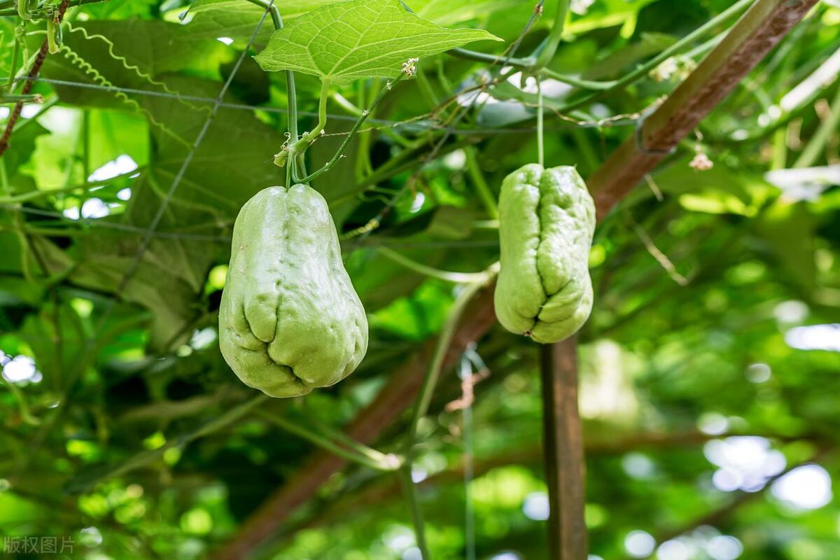 种植佛手瓜最佳时间,在家种植佛手瓜需要哪些条件