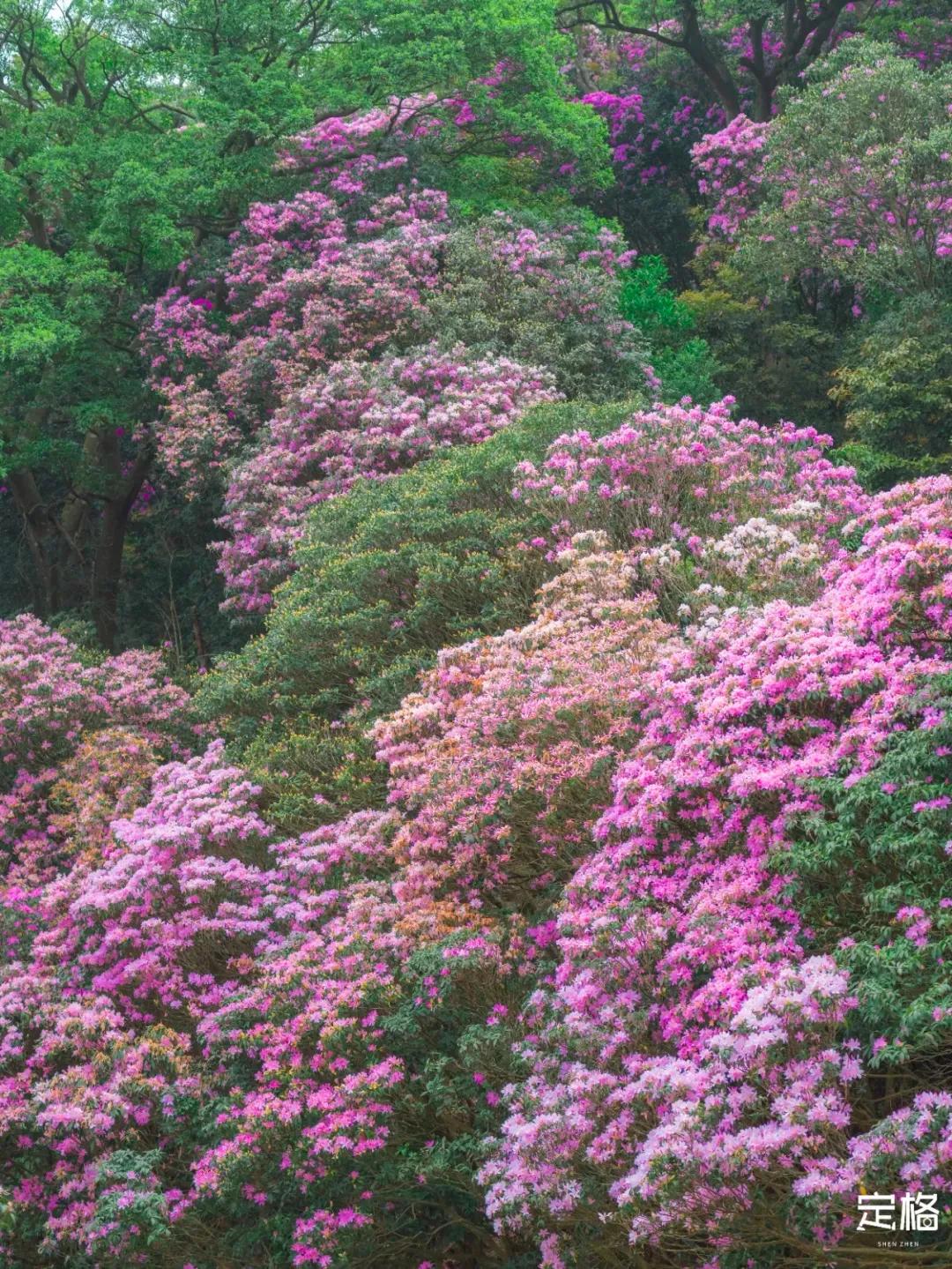 深圳最值得爬的景点,深圳十大最值得爬的山