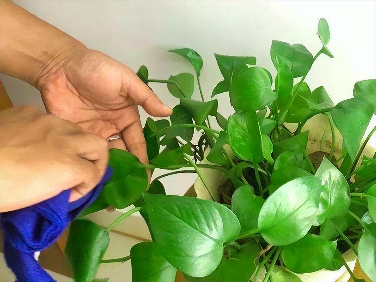 花多多2号浇花的比例,花多多1号浇花多久见效