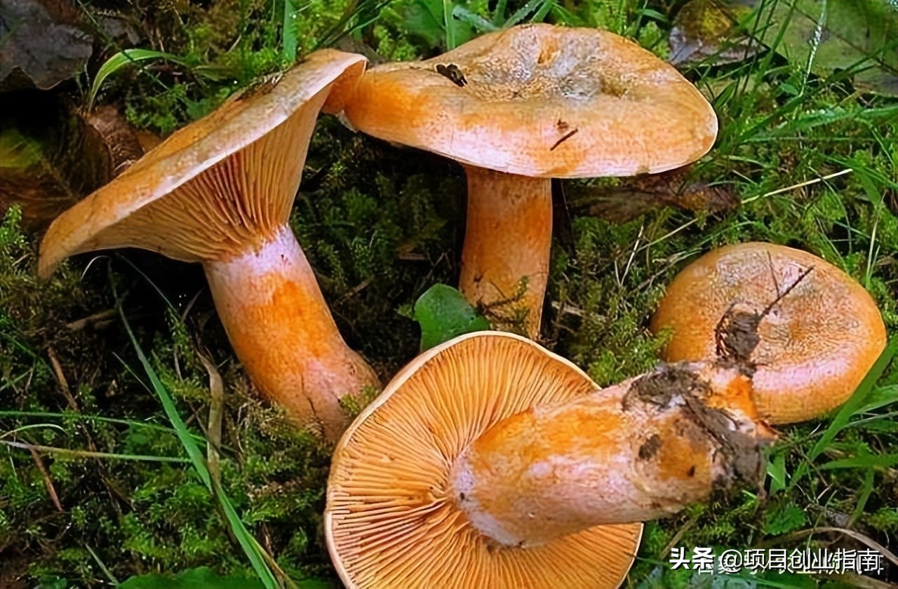 利润很吓人10个冷门创业项目摆摊,40-50岁创业方向十大冷门创业门路