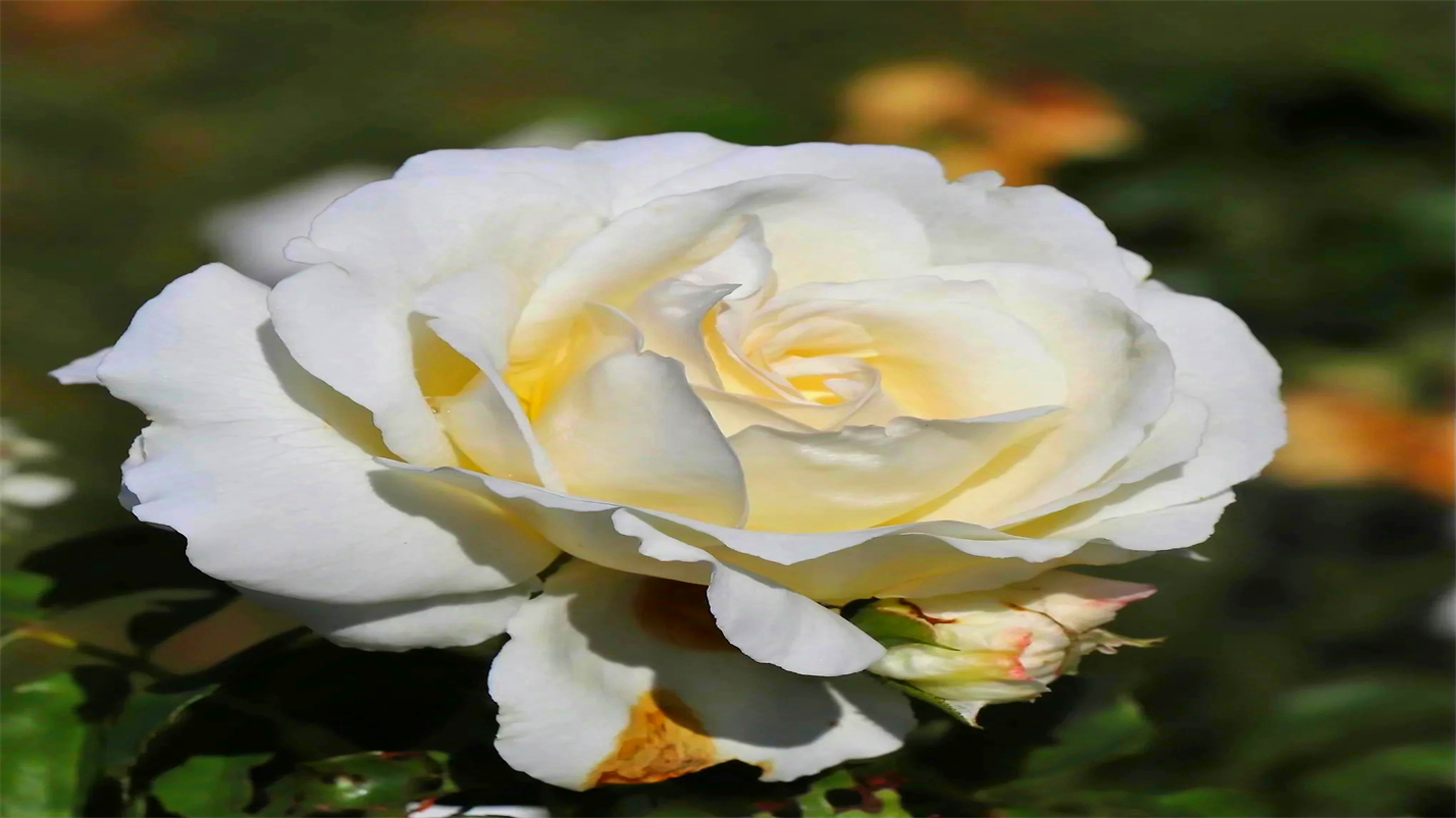 一壶雅茶迎元旦,一壶雅茶逆水寒