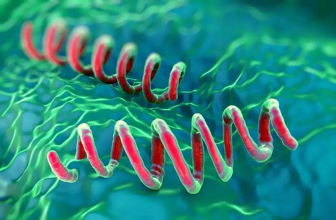 得了梅毒有什么症状？身上会痒吗？梅毒能治愈吗？一文科普！