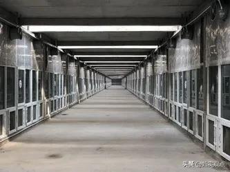 中国蟑螂工厂,中国大型蟑螂工厂