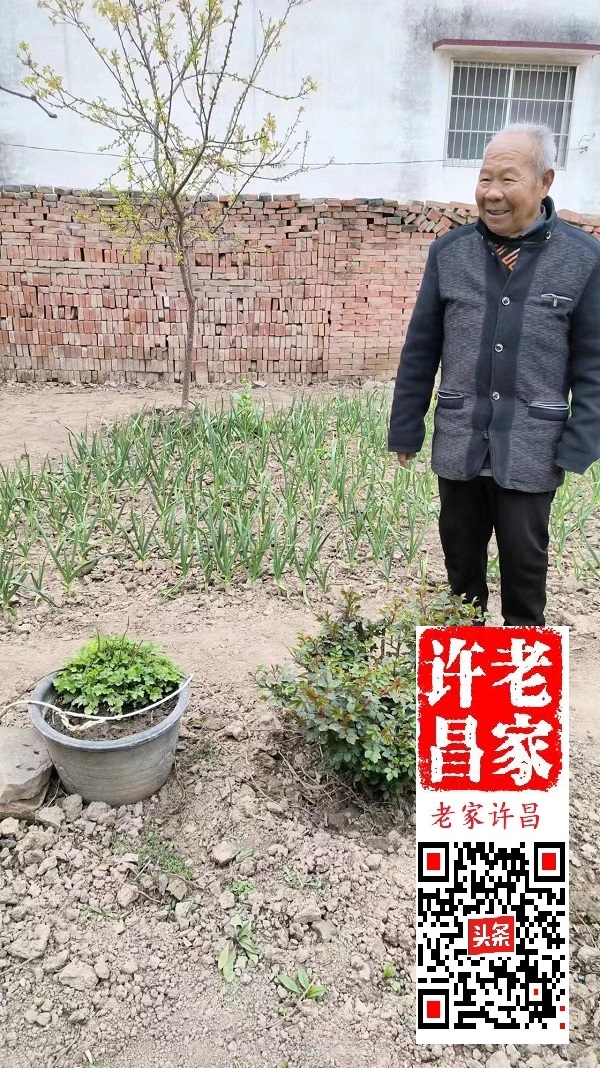 许昌盆李村历史,许昌建安区盆李村