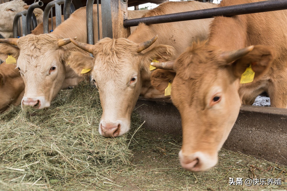 牛价暴跌养牛人该何去何从,牛价格跌破成本线时间