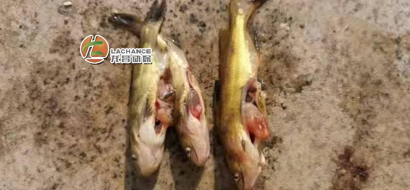 这种“虫”，黄颡鱼发病尤其多，塘口实地探访