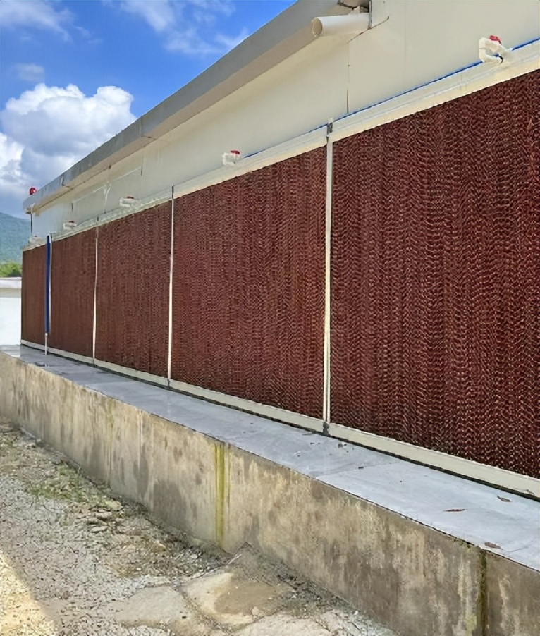 洲仔镇肉兔,小兔子乖乖把门开好运来