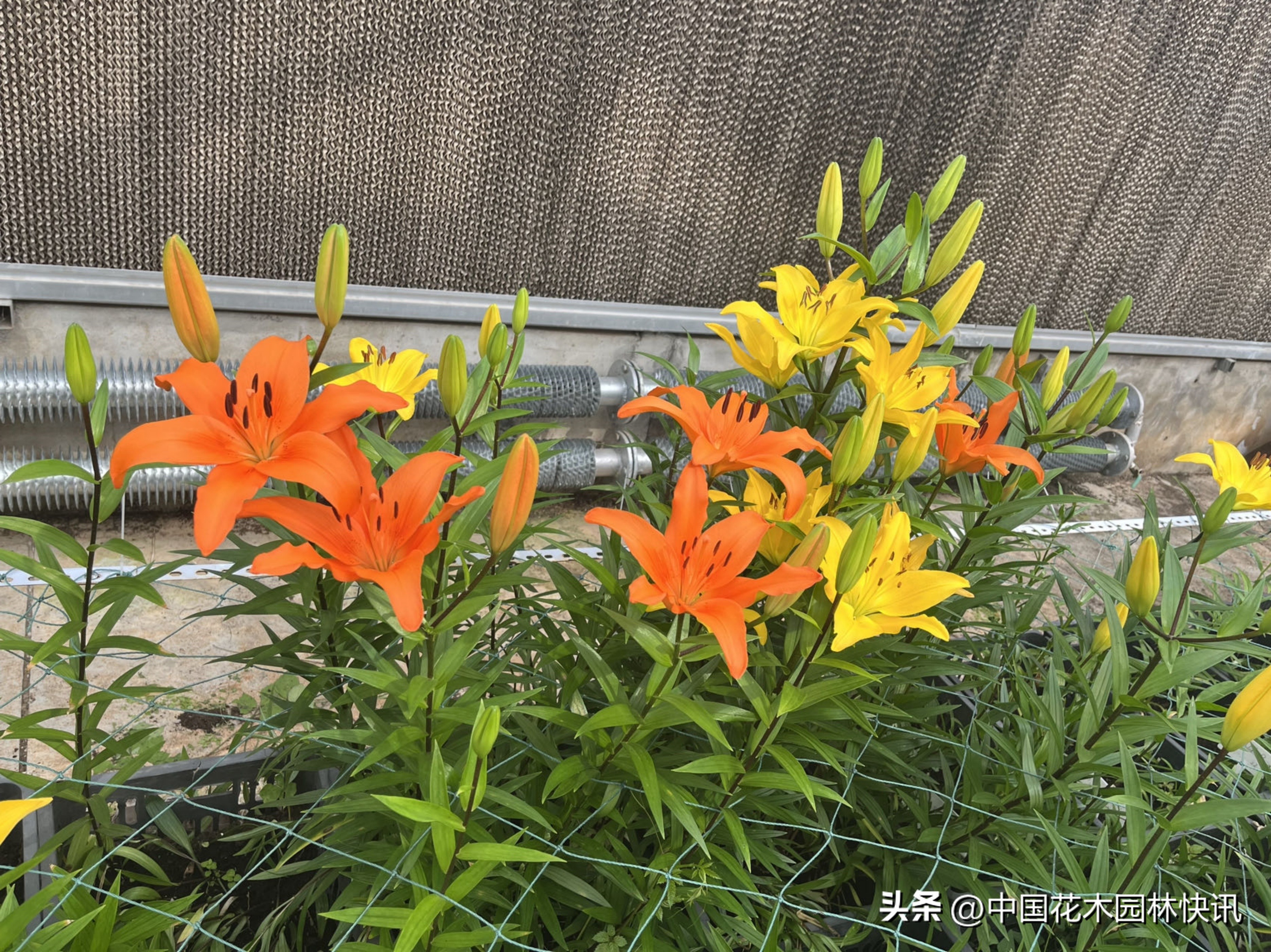 江西农大:缤纷百合花激情绽放国际登录品种各展娇姿