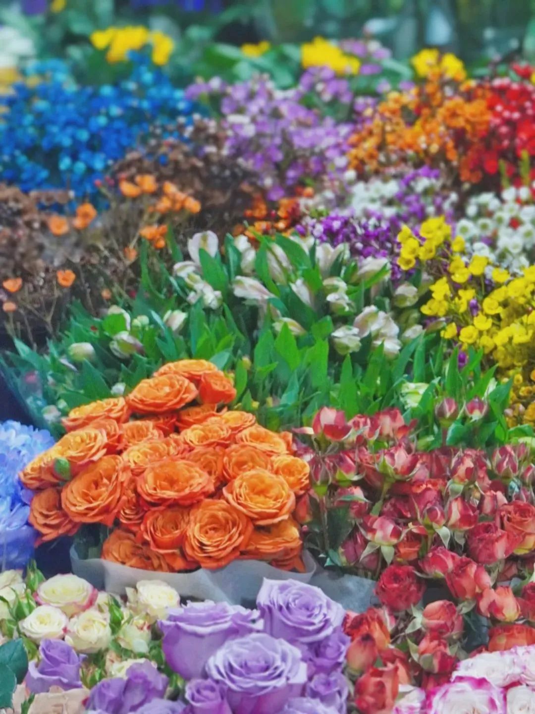 雨雪天气,来济南这些宝藏花市再合适不过了!快去把春天的浪漫抱回家吧!