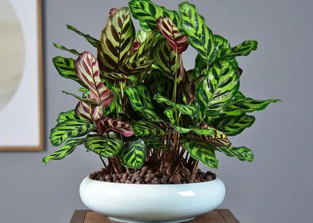 室内适合养什么花或植物净化空气,室内空气净化花草