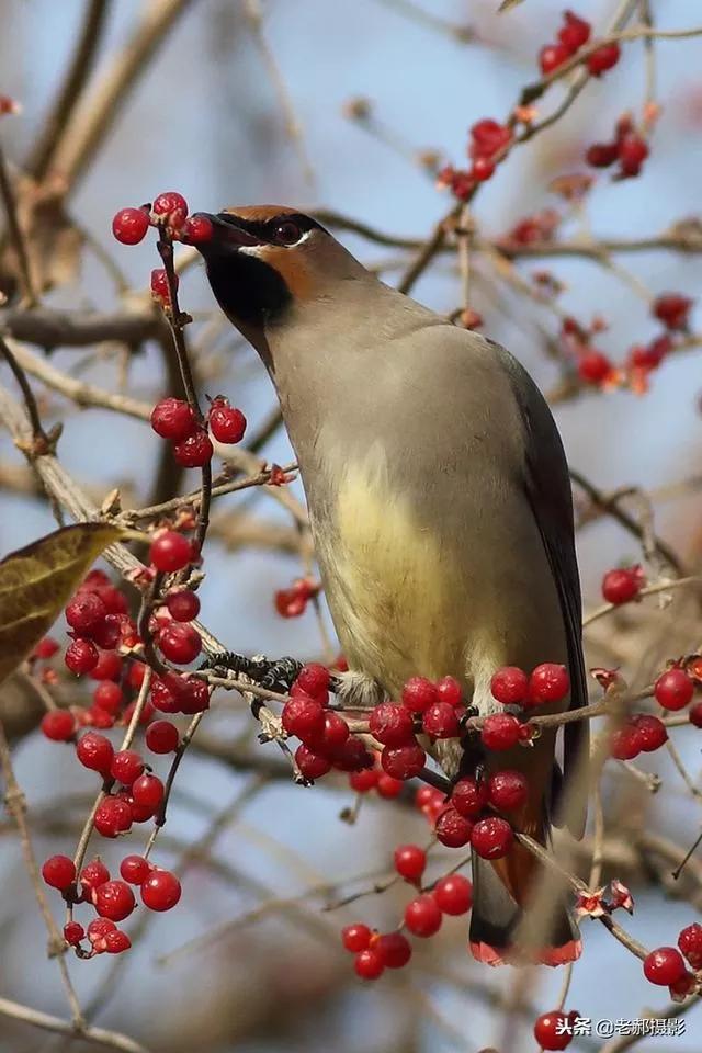 太平鸟图片大鸟,太平鸟图片大全高清壁纸