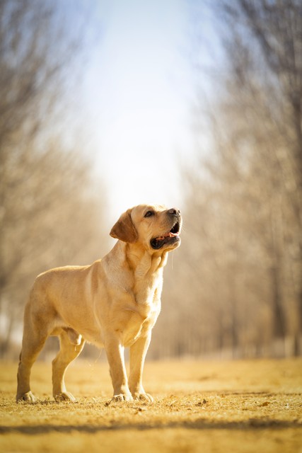 养金毛狗一对一年的收入,养十只金毛一年能赚多少钱