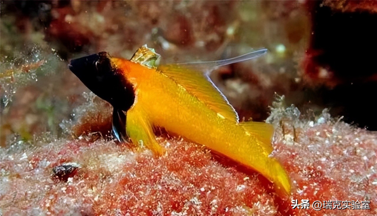 为什么狗狗交配前会先闻屁股，看似尴尬的小动作，却充满科学知识