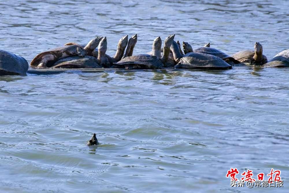 发展特色产业助力乡村振兴——写在常德甲鱼推介及招商活动举办之际