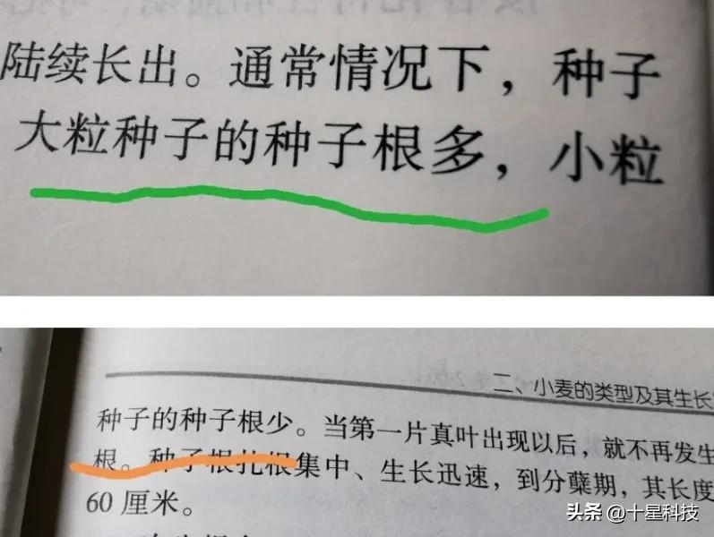 买小麦种子千万注意看清包装,买小麦种子千万不要碰这五个坑