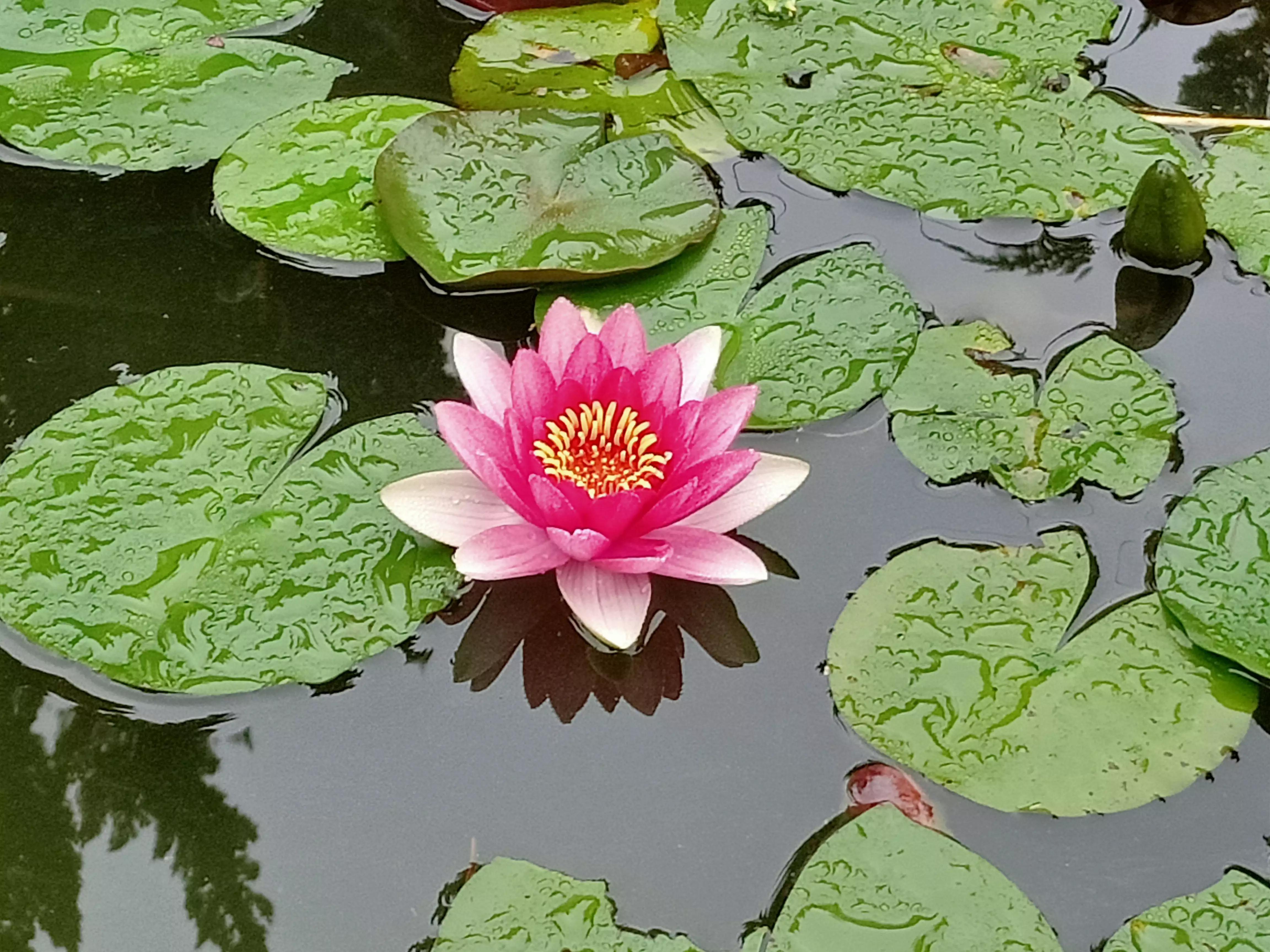 江南梅雨季杨梅,江南梅雨季节的句子