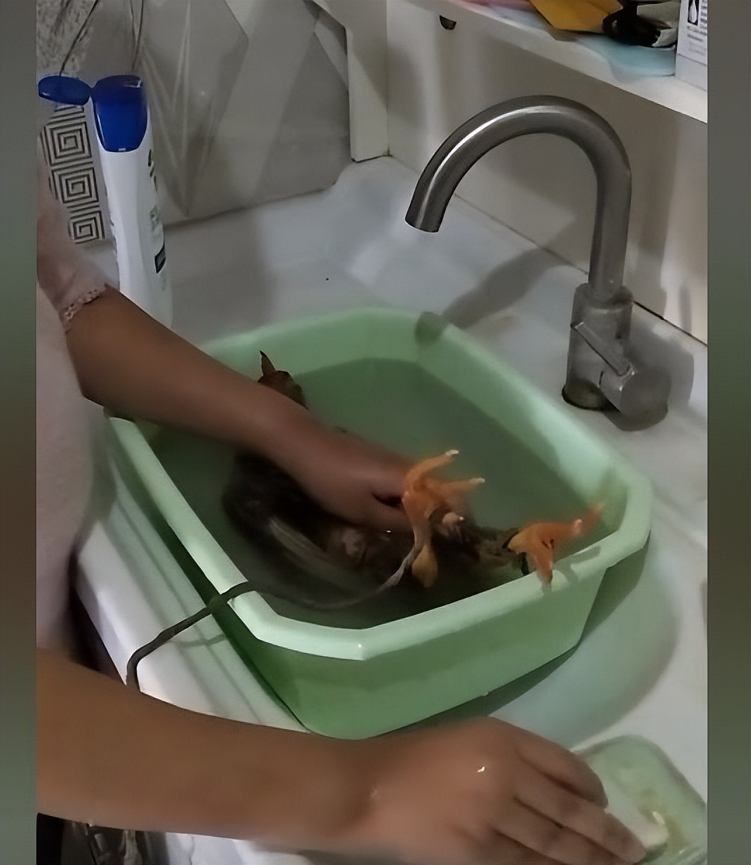 花500元买只宠物 (1元买只宠物鸡)