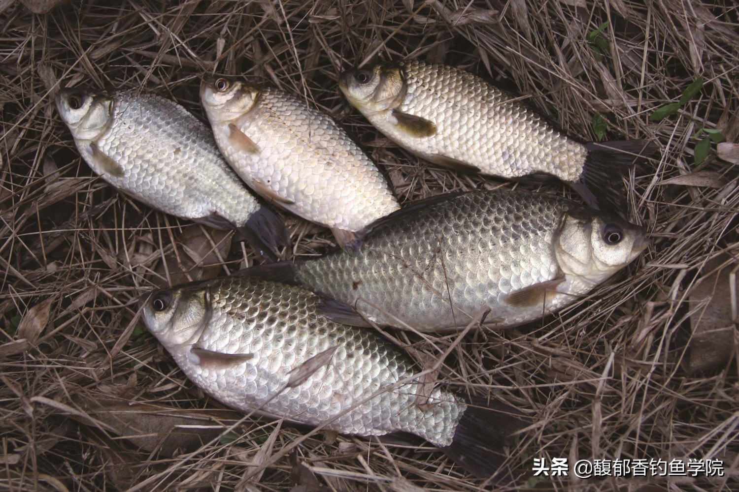 钓鲫鱼饵料是哪种鱼饵最好,野钓鲫鱼哪种饵料效果最好