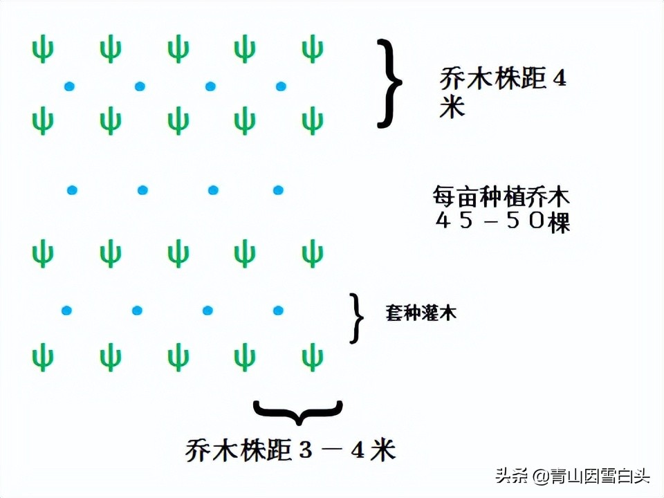 种树前景怎样,栎树种植前景如何