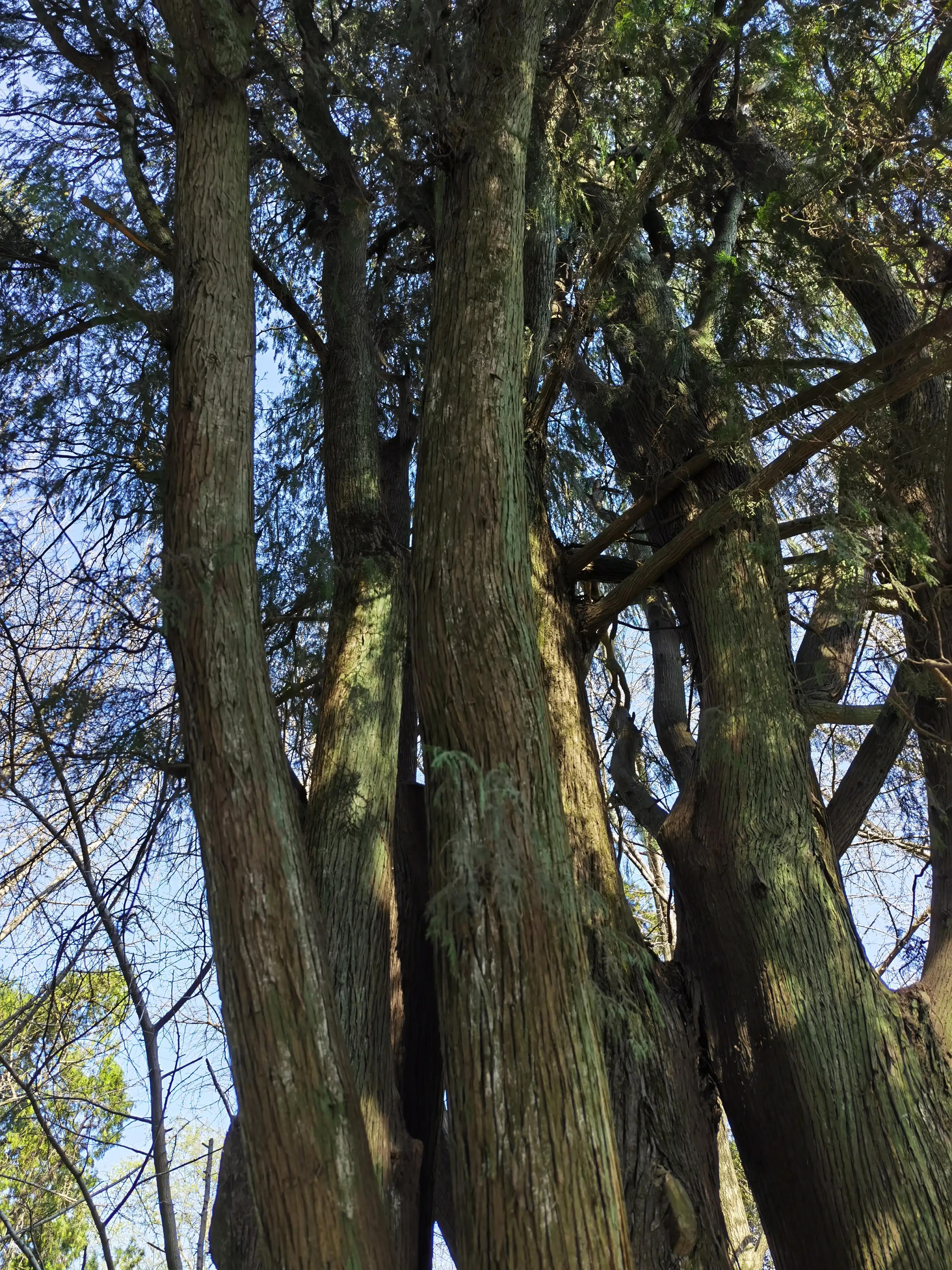 陈姊妹视频,陈姊妹最新视频