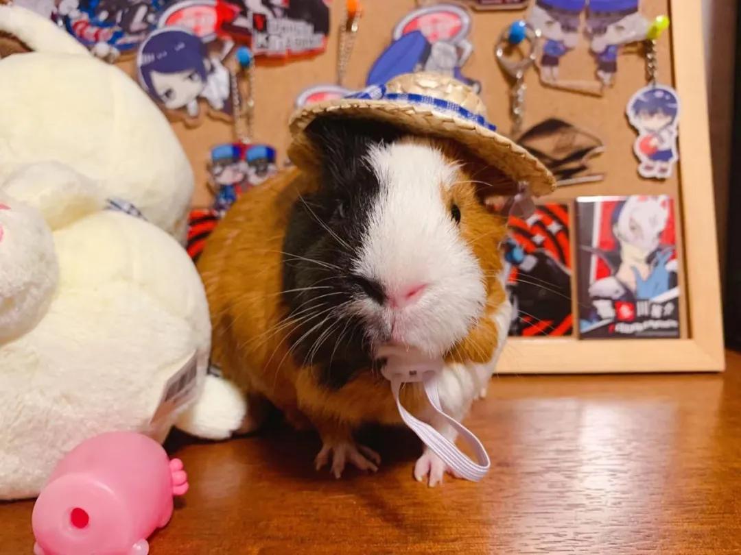 春节荷兰猪安全养护宝典