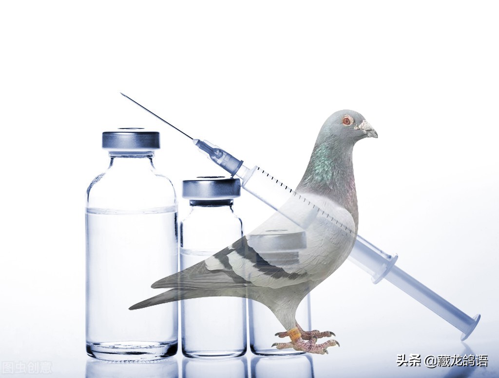 著名养鸽家赛鸽特征,信鸽名家驯养大全视频