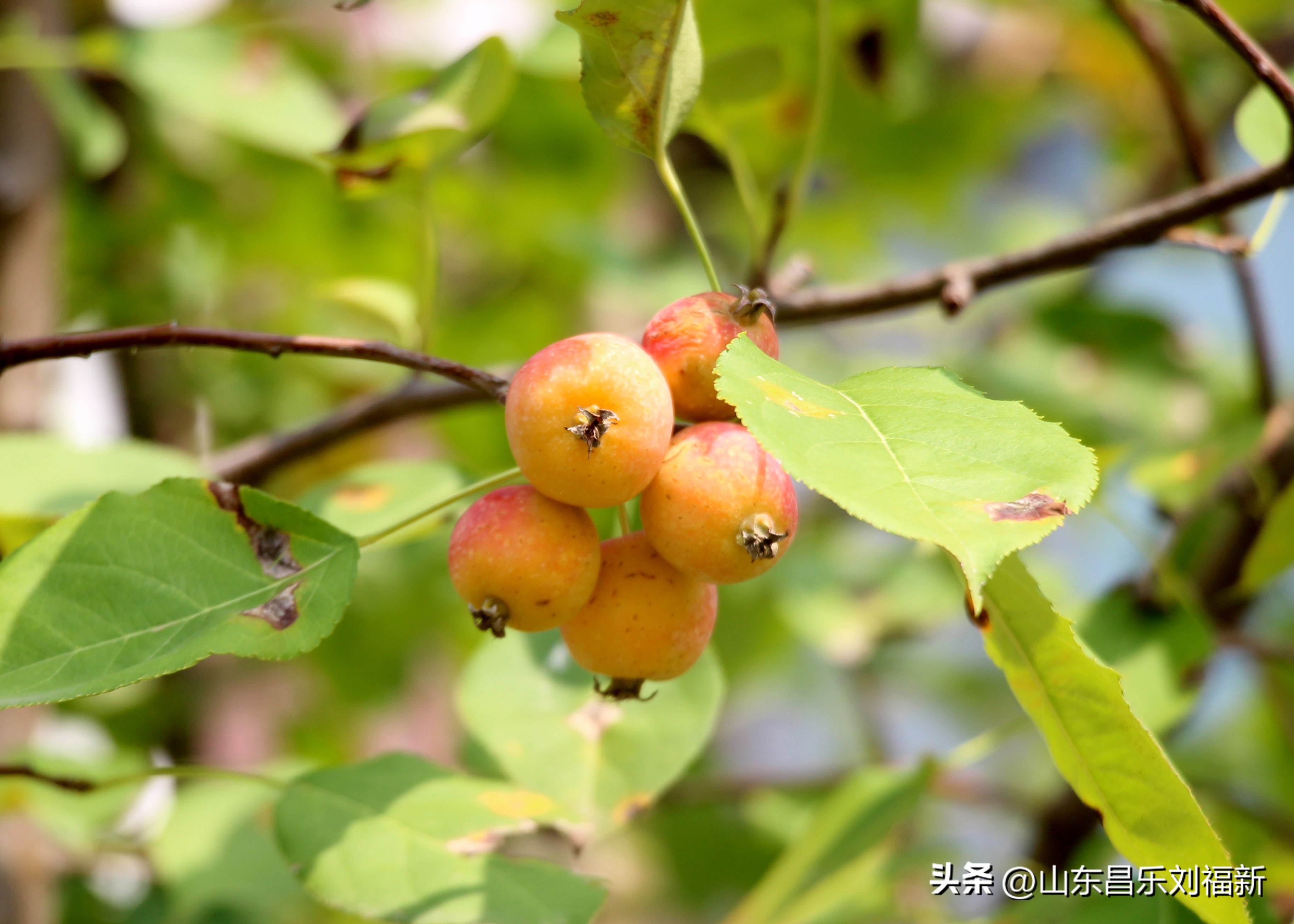 碧水龙庭深圳7栋4单元,顺光风景片拍摄