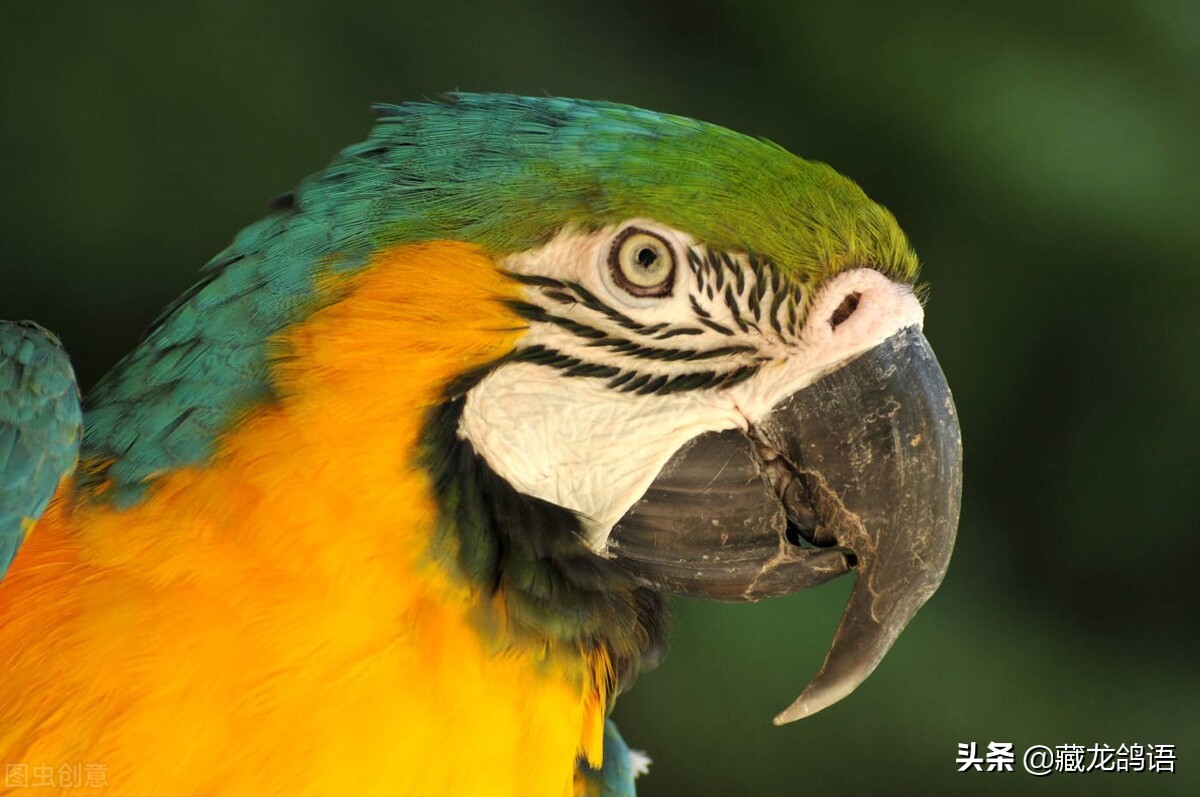 谈种鸽配对,谈论鸽子的事情