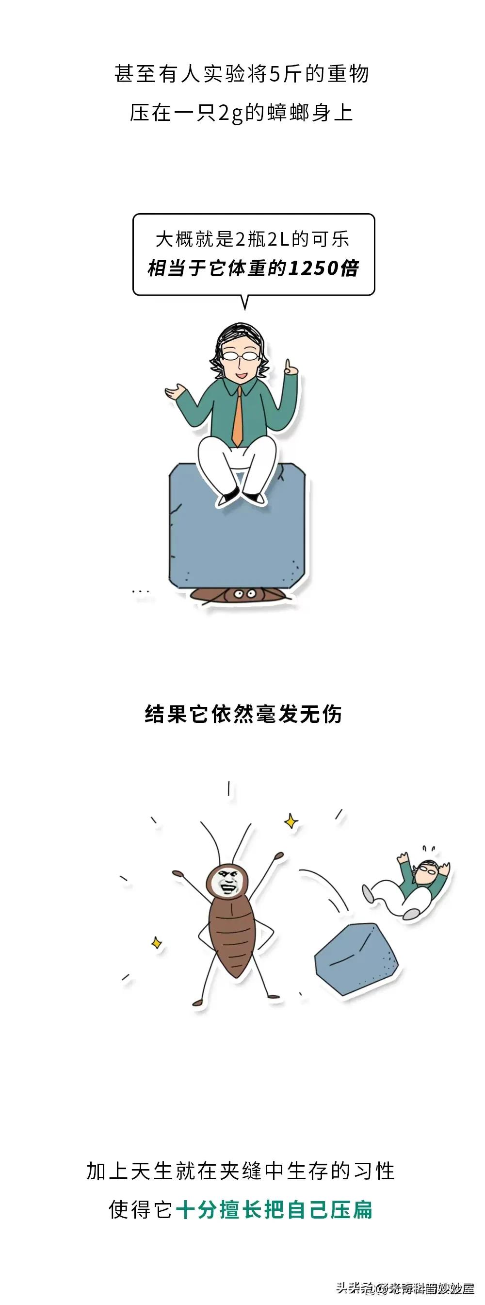 奇怪的冷知识甲虫,奇怪的冷知识火体虫