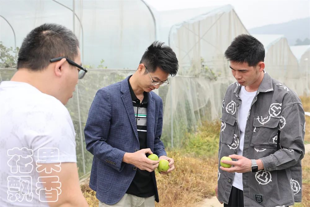 苹果枣，一颗冉冉升起的水果新星