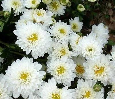 黄山贡菊2024年价格预计多少一斤,黄山贡菊是白菊吗价格多少钱一斤