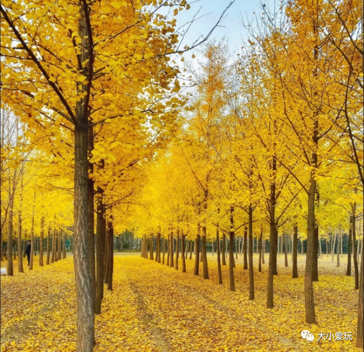 京城赏秋打卡胜地,北京赏秋小众景区