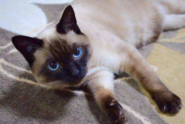 暹罗猫便便臭正常吗,暹罗猫臭