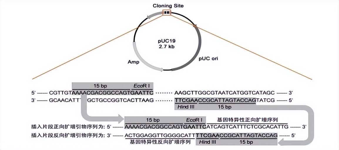 罗非鱼感染嗜水气单胞菌怎样治疗,罗非鱼病毒