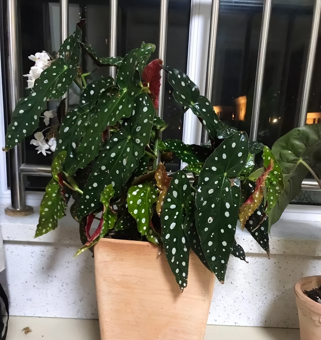 适合室内养的耐阴花和植物,就养这10种耐阴花比绿萝都好养