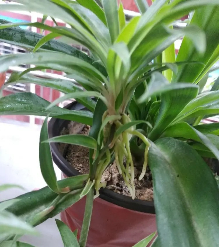 吊兰养活,普通吊兰怎么养才能更旺盛