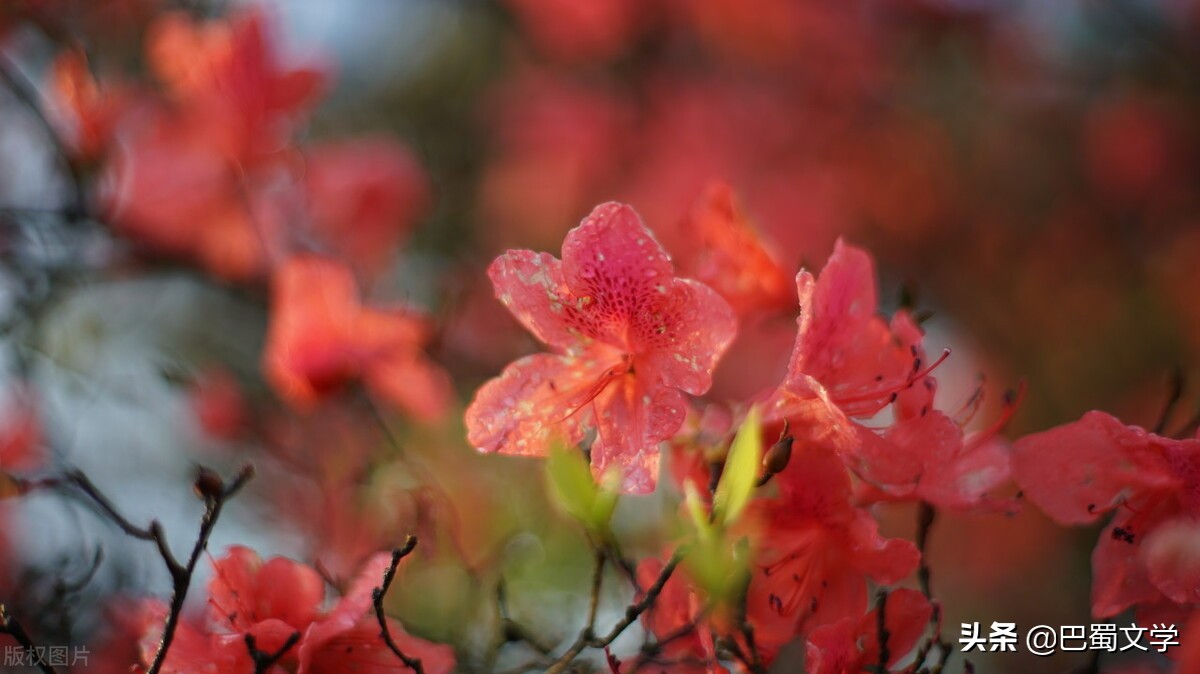 描写映山红的经典散文,散文朗诵映山红随想