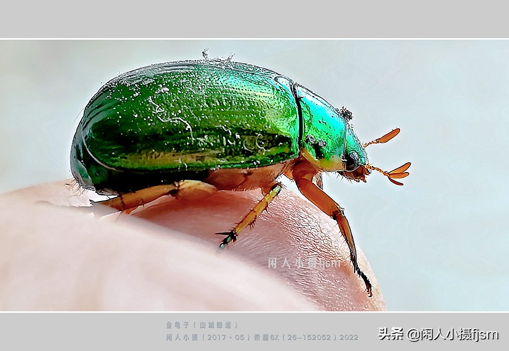 近距离拍摄昆虫小动物,常见昆虫微距摄影活动