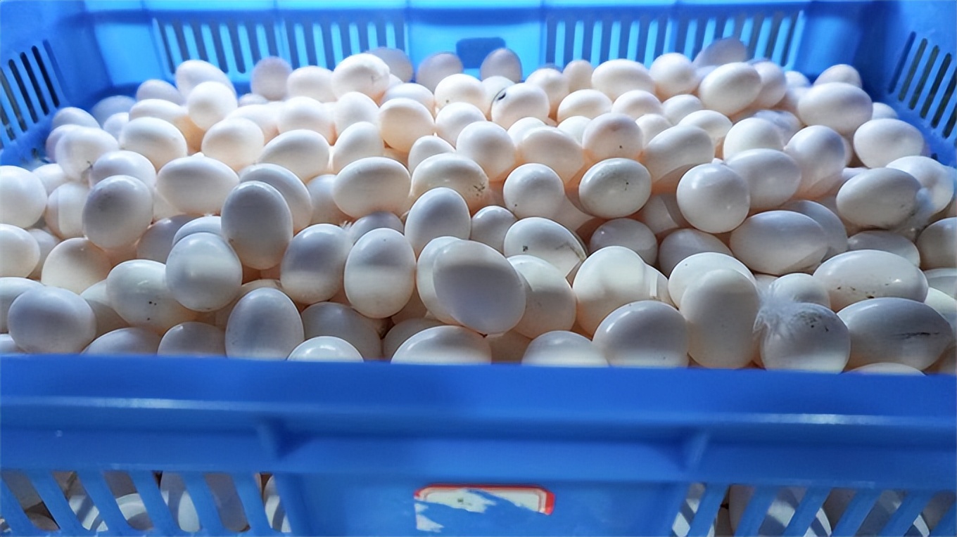 小鸽子创业,小鸽子大产业