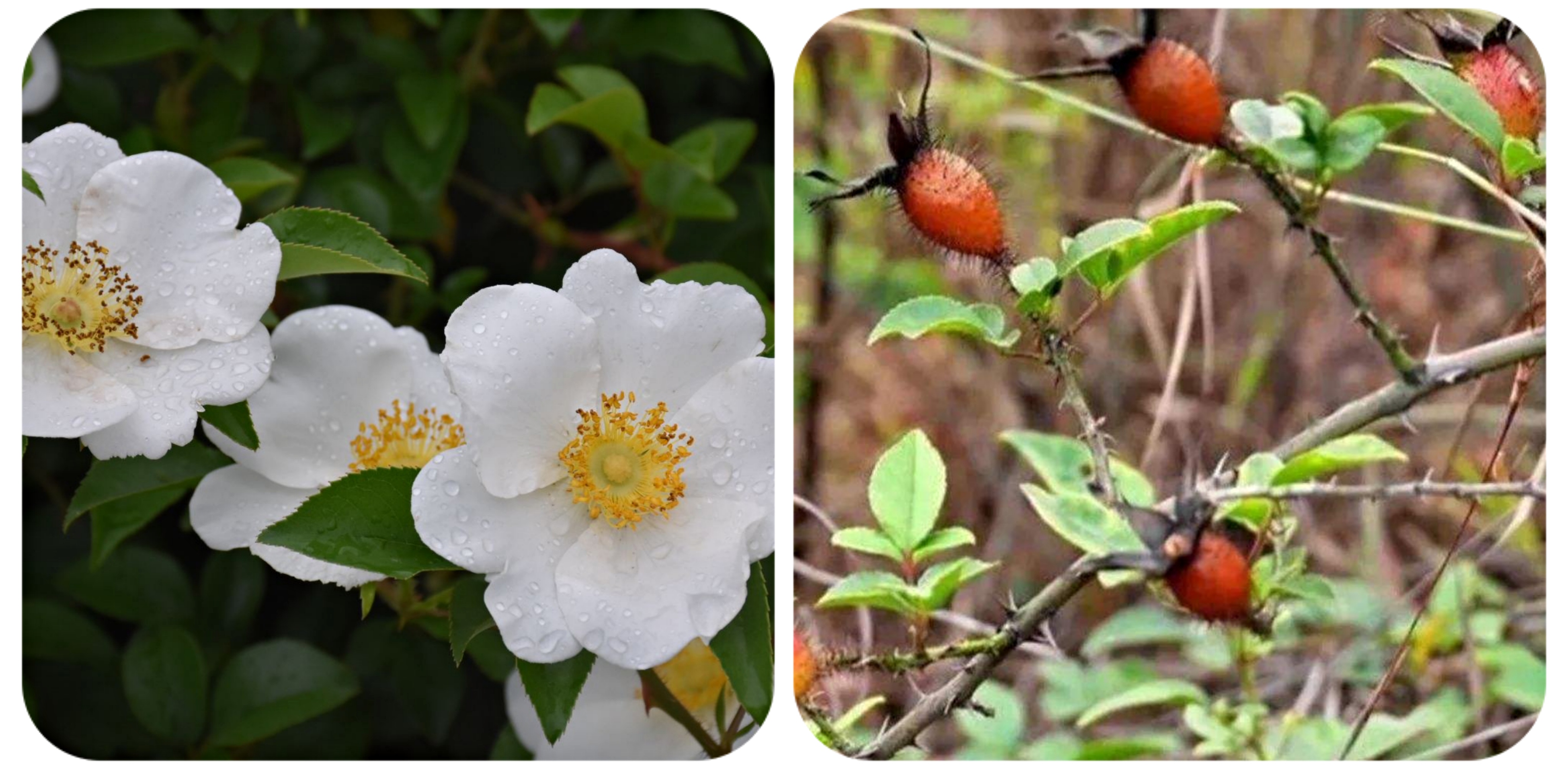 清明期间开的野花有哪些,清明节野花