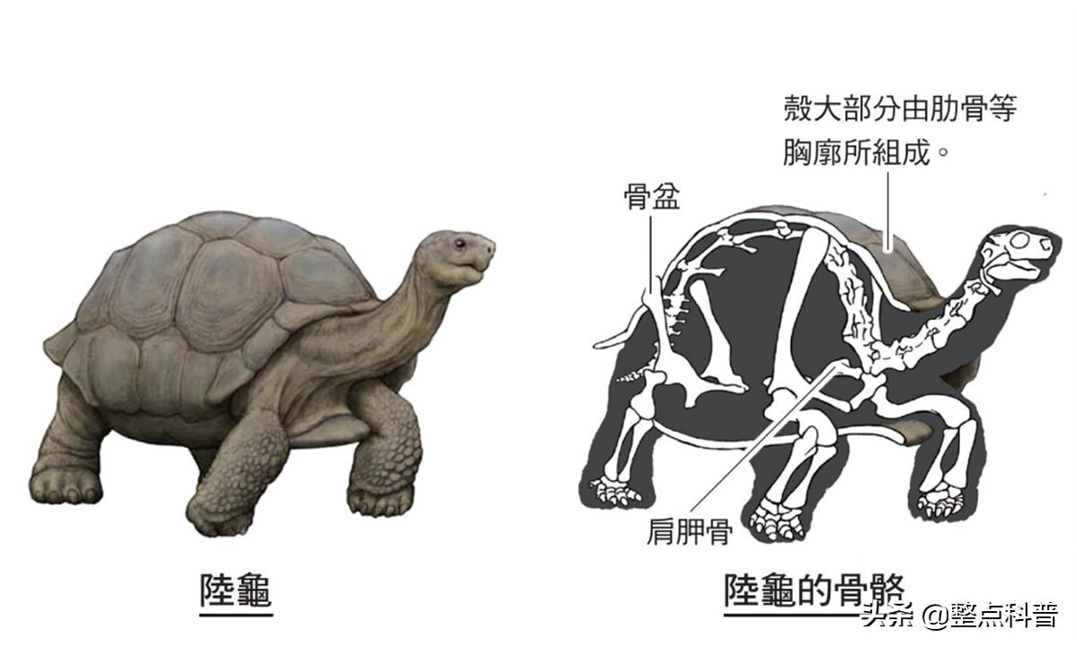 进化论的终极bug,进化论最致命的bug有哪些