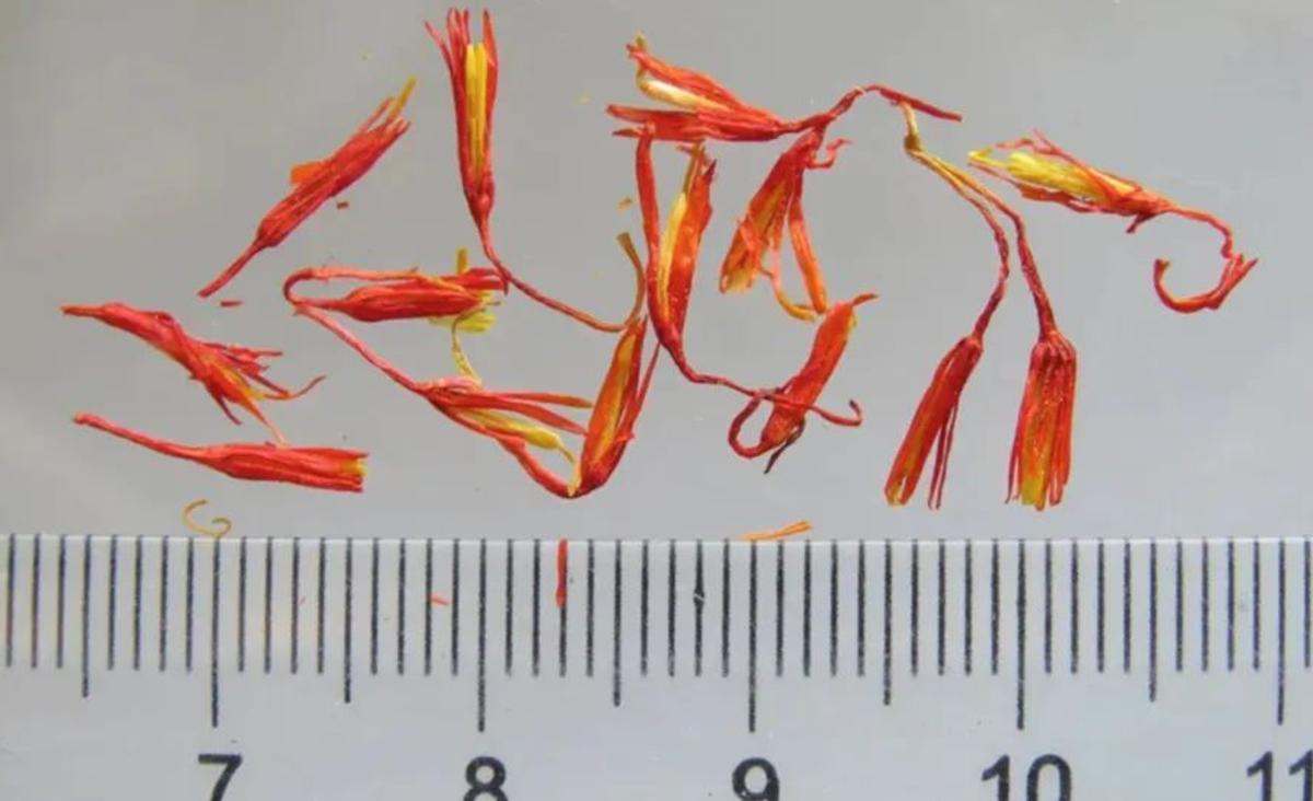 为什么藏红花有贵有便宜,藏红花是智商税还是真的有用