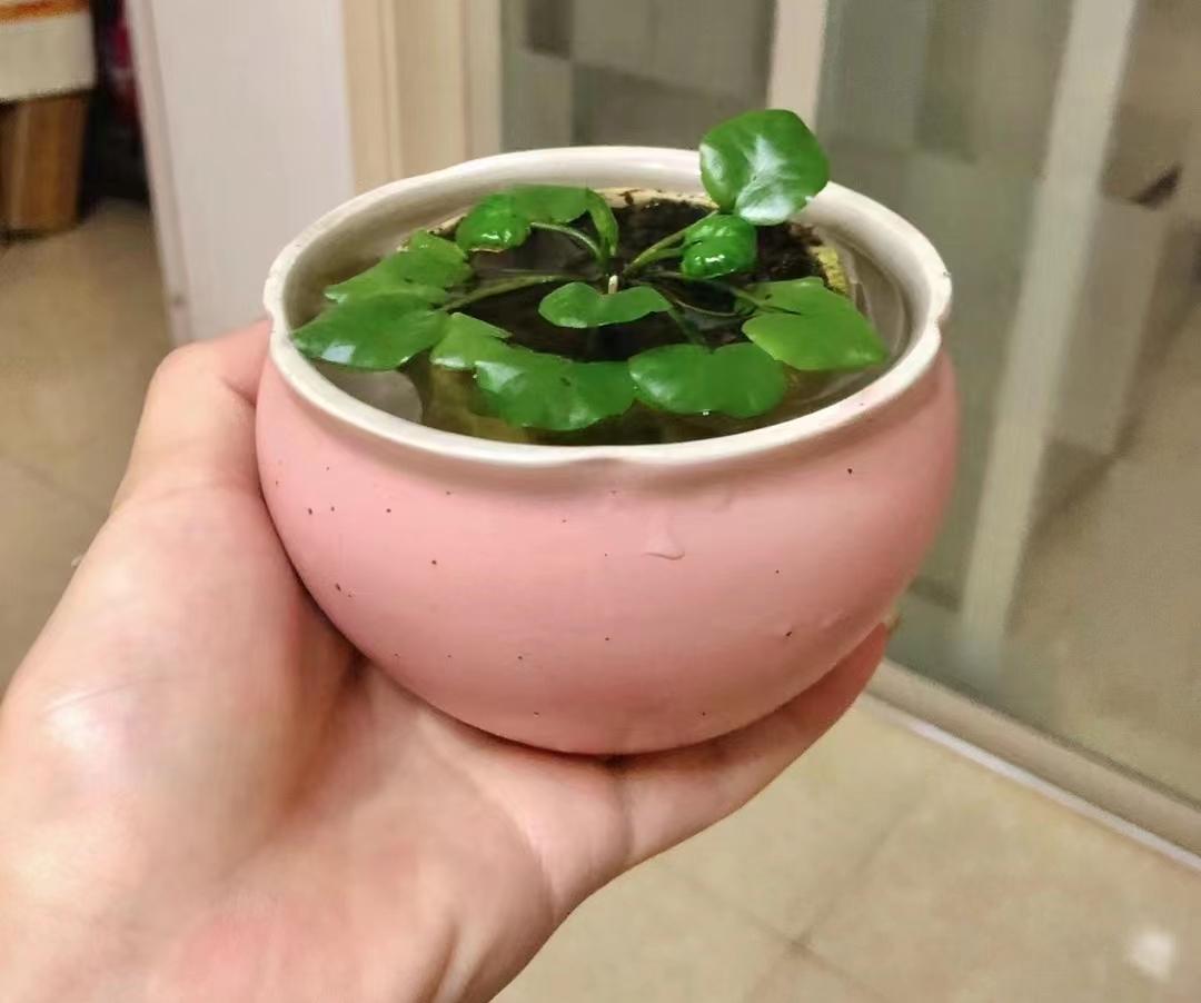 95后广东小伙痴迷睡莲育种,95后小伙痴迷睡莲育种