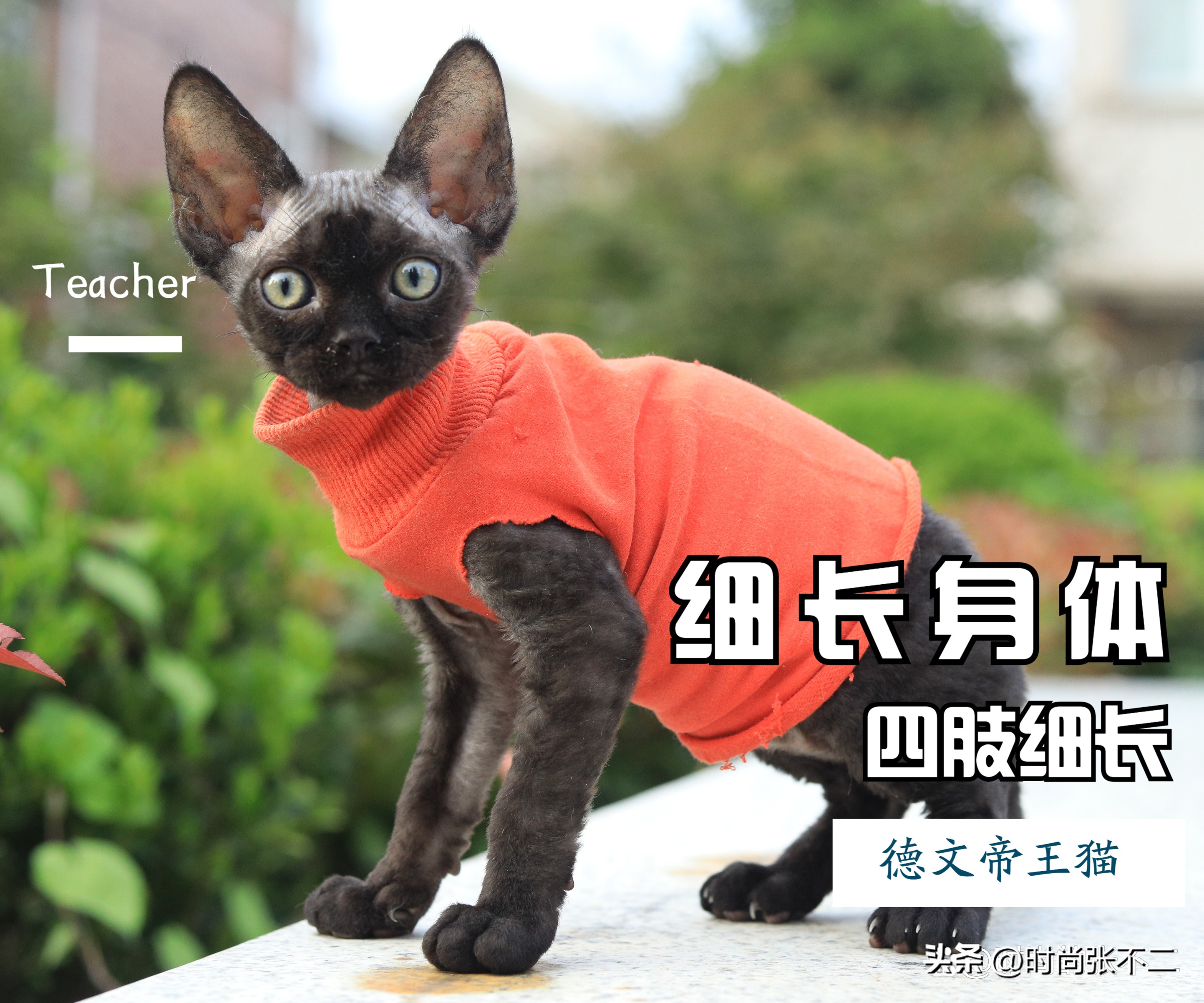 品种猫是怎么繁育的,如何挑选性格好的德文猫