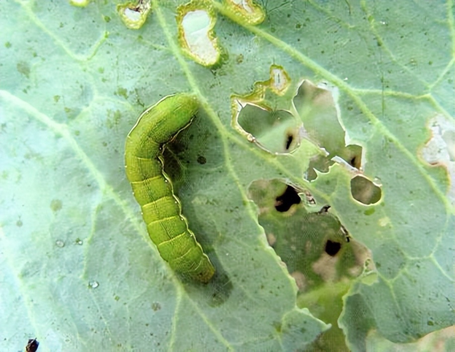 杀虫效果持久的农药,杀虫好的药物