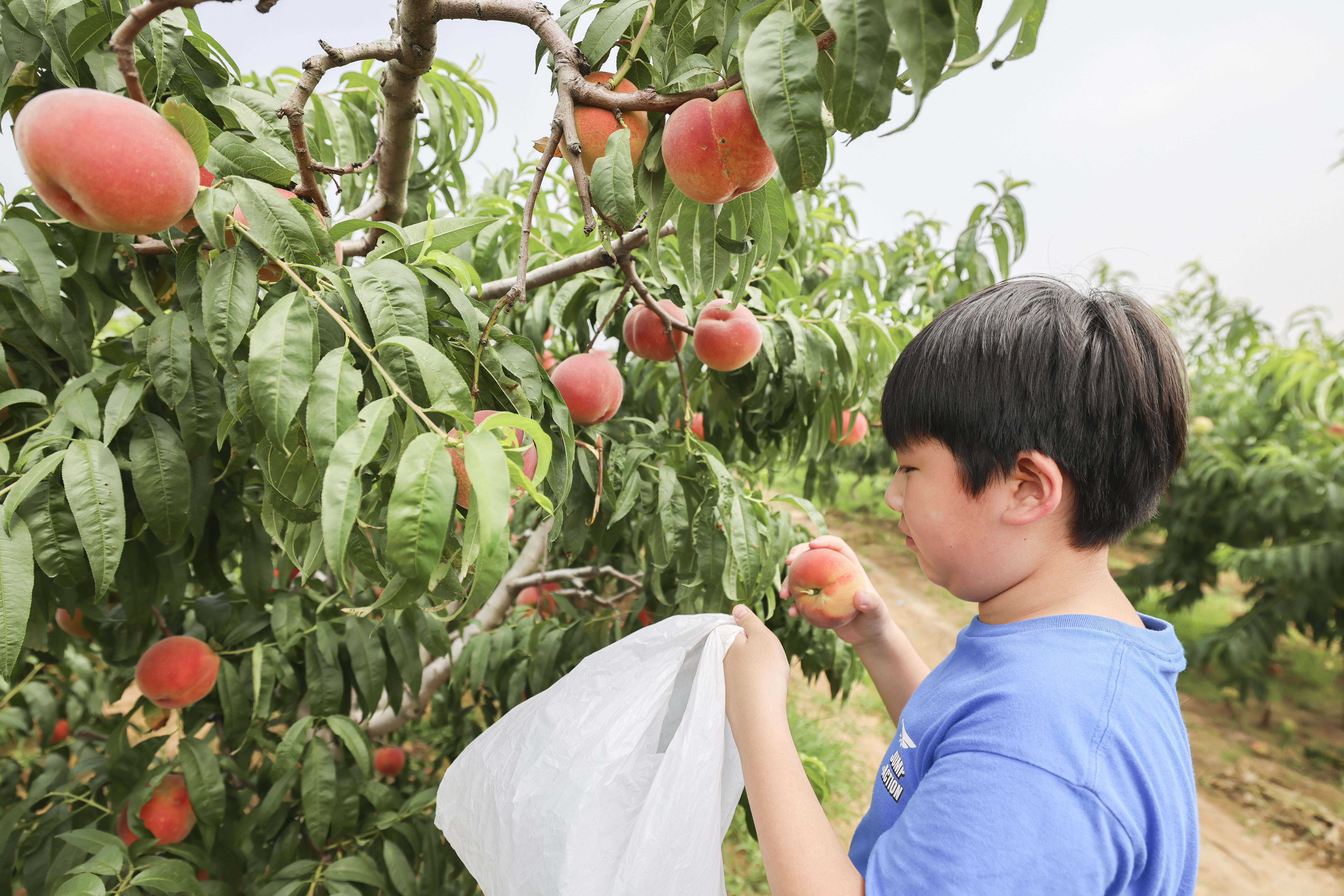 春有桃花源艺术节，夏有蜜桃采摘季，蜜桃成徐村乡村振兴新名片
