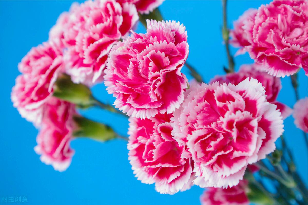 感恩母亲节祝自己节日快乐,母亲节感恩祝福词妈妈我爱你